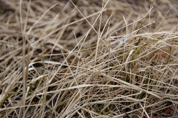 Old straw on the ground