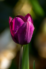 purple tulip closeup, spring in germany