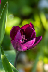 Naklejka premium purple tulip with water drops