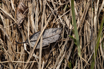 Old straw and one dried leaf on the ground
