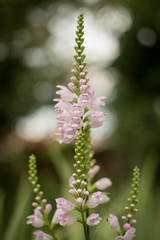 Piękny różowy kwiat