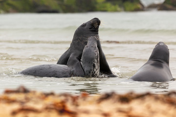 Fototapeta premium Helgoland, Dune Island, Halichoerus grypus - young seals playing on the edge of a beautiful, clear sea.
