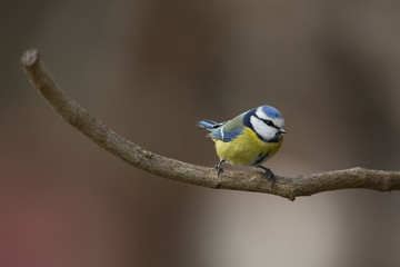 Eurasian blue tit hanging and eating on  tallow ball with seeds in winter