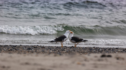 Helgoland, Dune Island, Larus marinus - two seagulls on a beautiful, pebble beach in the background clear, blue sea