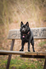Autumn portrait of schipperke puppy on brench. She is so cute animal with very nice face.