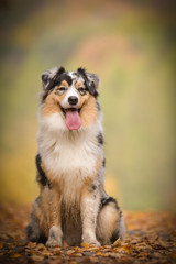 Portrait of Australian shepherd with amazing background. Amazing autumn atmosphere in Prague.