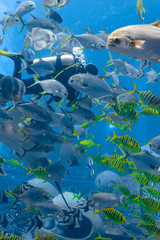 Underwater photographers on scuba dives. Divers with camera surrounded by a large number of fish in the huge aquarium. Sanya, Hainan, China.