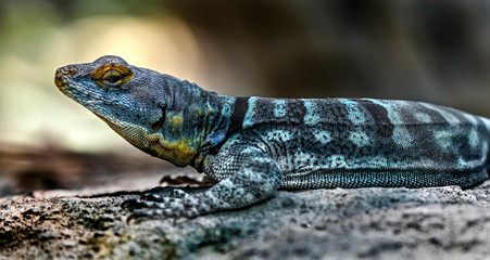 Baja blue rock lizard on the stone. Latin name - Petrosaurus thalassinus