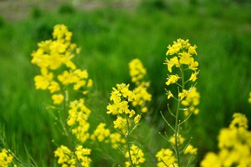 キレイな菜の花