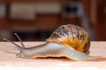 Land snail moving after a recent rain down an urban terrace in search of a neighboring garden in...