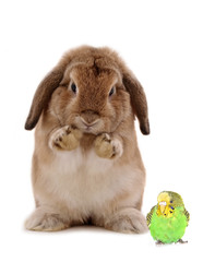 Rabbit and green budgie isolated on white background