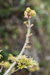 Branch with new green shoots or sprout and leaves. Closeup of spring branch of the tree.