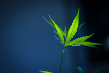 Marijuana leaves, Medical cannabis on dark background. Closeup and selective focus.
