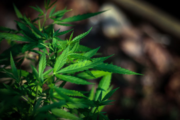 Marijuana leaves, Medical cannabis on dark background. Closeup and selective focus.