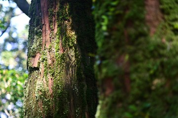 The sun shines on the tree trunk covered with moss.