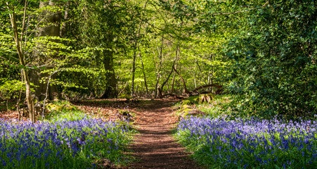 Wild bluebells beneath the trees, photographed at Pear Wood next to Stanmore Country Park in...