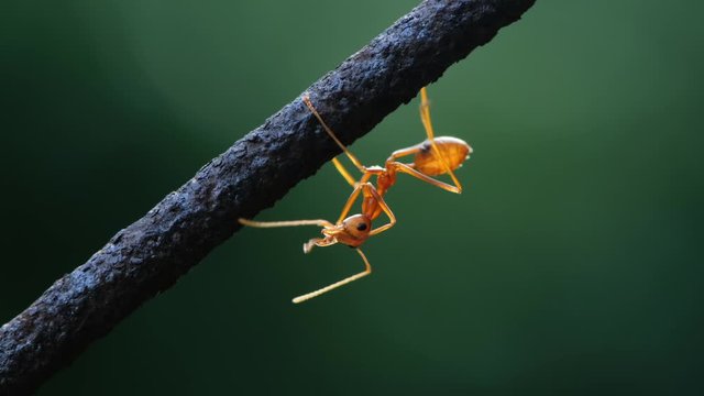 Close up one ant walking on wire against dark green background.