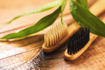 Bamboo plant and eco-friendly toothbrushes