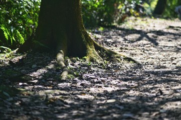 The sun shines on the roots of the trees in the forest.