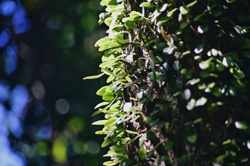 The sun shines on the trunk that lemmaphyllum microphyllum climbing all over it.