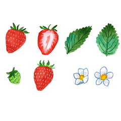 いちご　水彩イラスト