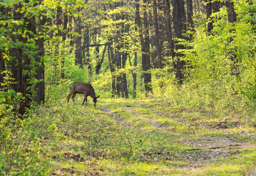 Deer in spring forest