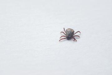 Close-up of big deer tick on white. Dangerous infectious parasite.Carrier of encephalitis and borreliosis infections.