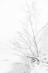 drzewa nad zamarzniętym stawem, śnieżyca b&w
