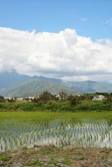 Obraz premium The blue sky and white clouds are accompanied by distant mountain views, and the shadow of rice is reflected in the rice fields.
