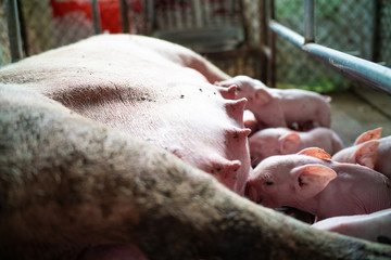 Naklejka premium Group of newborn piglet in pig farm