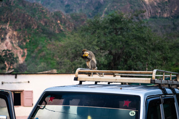 A monkey eats a banana on the top of a car in Bankoualé