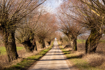 Narwiański Park Narodowy. Rzeka Narew. Szosa Kruszewska, Waniewo, Kurowo, Podlasie, Polska