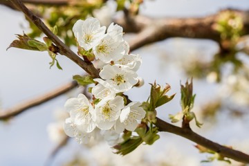 cherry blossom in spring