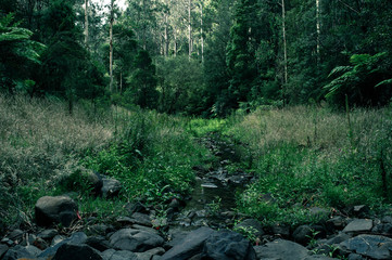 water stream in the forest