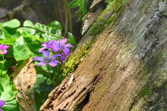 Sun shining on beautiful oxalidaceae that next to the trunk in the park.
