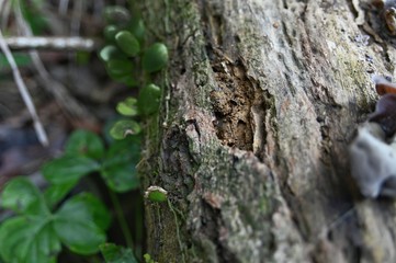 There is a wound on the trunk that lemmaphyllum microphyllum climbing on it.