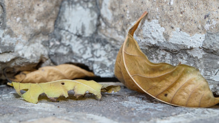 dried leaves