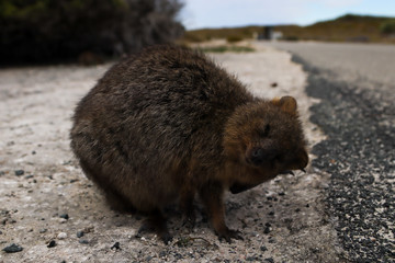 Close up of a cute quokka scratching its ear