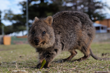 Naklejka premium Rat-like quokka running on the grass and looking at the camera