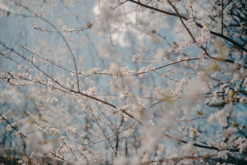 Fototapeta premium Spring blossom
