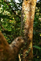 The sun shines on the trunk that lemmaphyllum microphyllum climbing all over it.