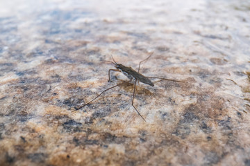 Gerridae insects in the natural environment. The Gerridae are a family of insects in the order Hemiptera.