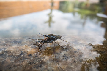 Gerridae insects in the natural environment. The Gerridae are a family of insects in the order Hemiptera.