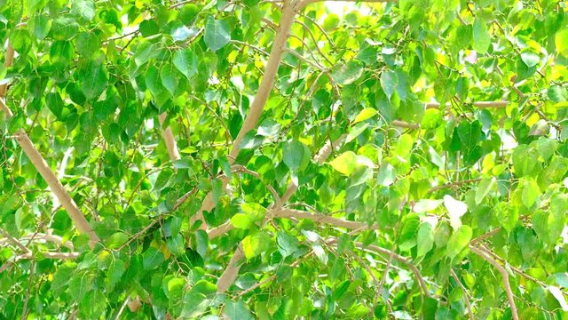 Wind blowing  Bho , Pho green leaves tree with sunlight in springtime