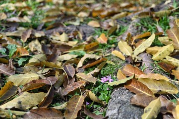 Wood sorrel grows on the green grass covered with fallen leaves.