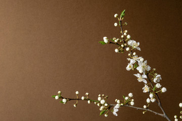 Apple tree branch with white flowers over brown background. Spring still life.