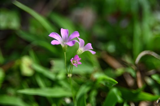 Sun shining on beautiful oxalidaceae that next to the trunk in the park.