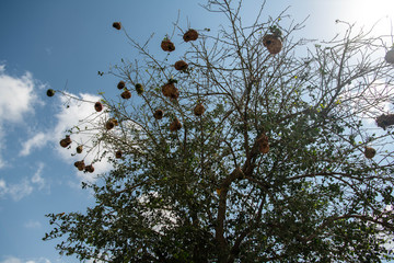 Brid nests are hanging down a tree