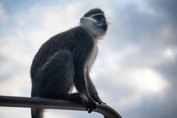 Fototapeta premium A monkey sits on the roof of a car