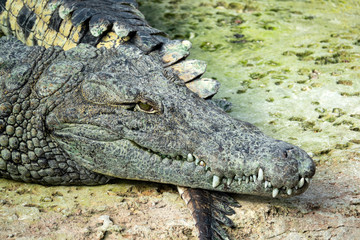 Crocodile du Nil 